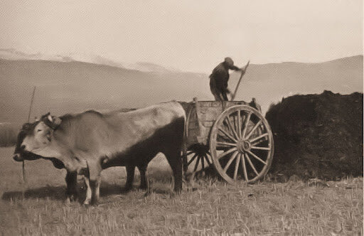 Carros arrastrados por animales