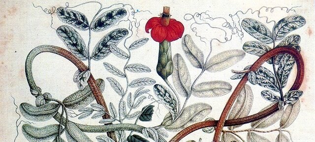 Expediciones botánicas y científicas.