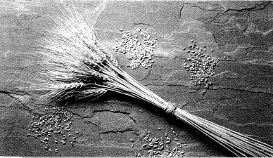 Las primeras plantas y animales  utilizados incluían el trigo, los guisantes, las lentejas, la cebada, los perros, las cabras y las ovejas