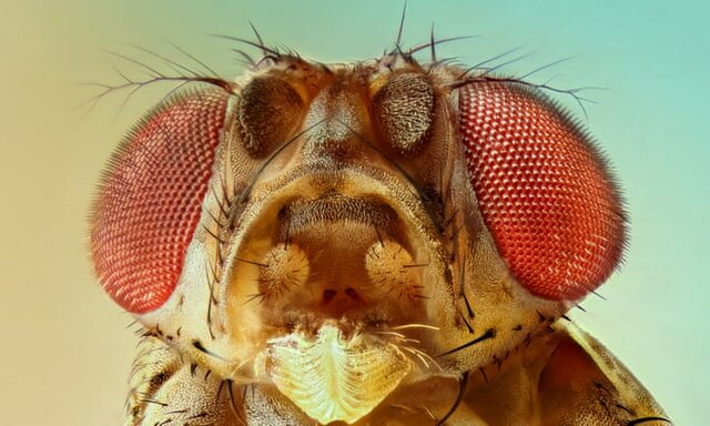 Drosophila.