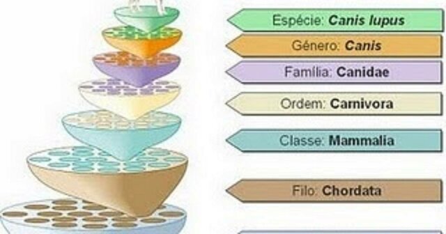 Sistema de Nomenclatura Binomial