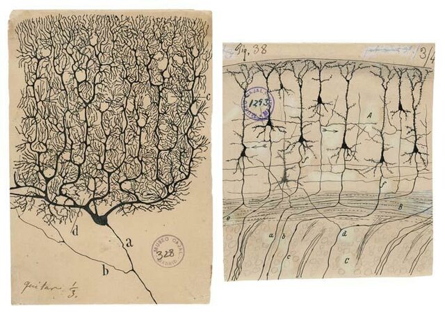 Creador de la Neuroanatomía Moderna