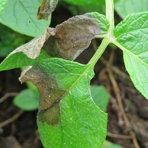 Siglo XIX: Agricultura.