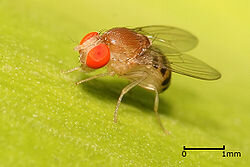 Drosophila