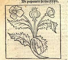 SIGLO XI MACER FLORIDUS