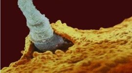 Timeline: Desarrollo Embrionario