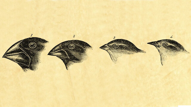 El origen de las especies de Darwin