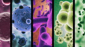 Timeline: Desarrollo histórico de la microbiología aplicada.