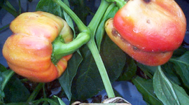 Timeline: Historia de la fitopatología y generalidades de la microbiología-Estudiante	30165_11_Juan Paulo Pimentel