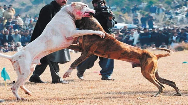 DECRETO por el que se adiciona el artículo 419 Bis al Código Penal Federal.