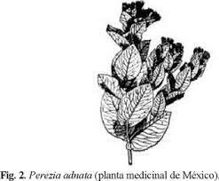 Ácido pipitzanoico Leopoldo Río de la Loza