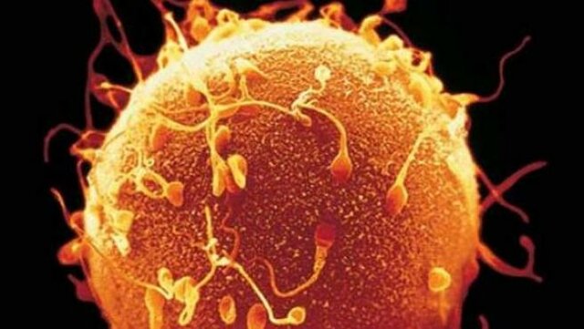 El período germinal