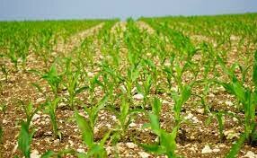 Revolución Agrícola