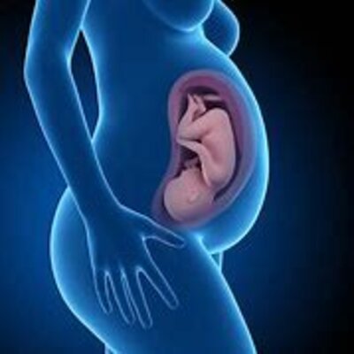 Timeline: DESARROLLO PRENATAL