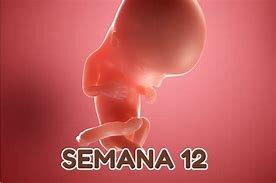Semana 12