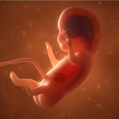 Timeline: DESARROLLO EMBRIONARIO