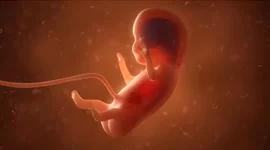 Timeline: DESARROLLO EMBRIONARIO