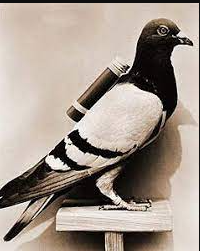 1.600 a.C.: Palomas mensajeras.