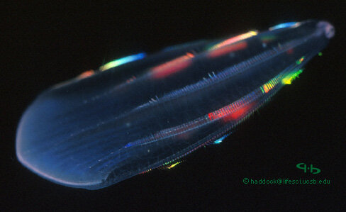 700-550 millones de años atrás.