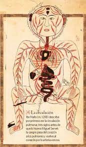 circulación sanguínea