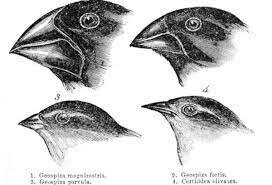 El origen de las especies (Libro Daewin)