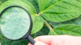 Timeline: Historia de la Fitopatología