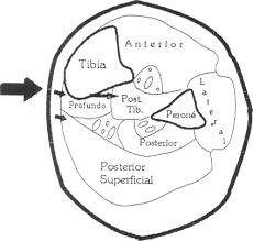 Teoria de los compartimientos