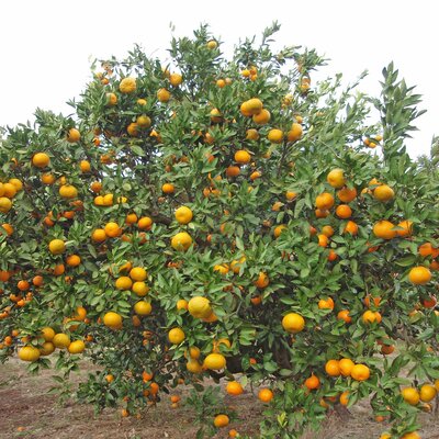 Timeline: Children's Literature Historical Timeline - Diana Garza - EDU 325