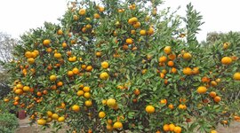 Timeline: Children's Literature Historical Timeline - Diana Garza - EDU 325