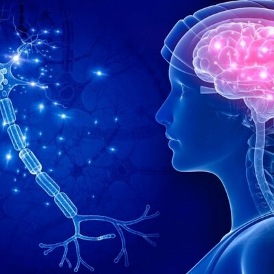 Timeline: Fundamentos del Desarrollo y Plasticidad del Sistema Nervioso