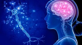 Timeline: Fundamentos del Desarrollo y Plasticidad del Sistema Nervioso