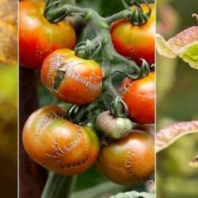 Timeline: Historia de la fitopatología