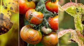 Timeline: Historia de la fitopatología