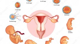 Timeline: Desarrollo embrionario