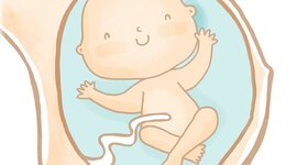 Timeline: Desarrollo Prenatal