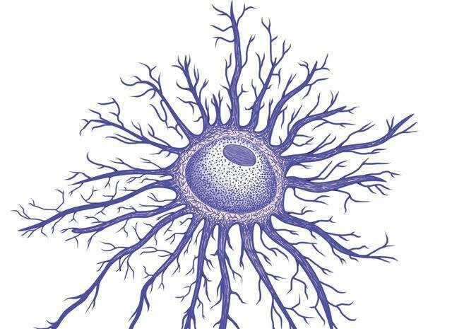 Formación de celulas gliales