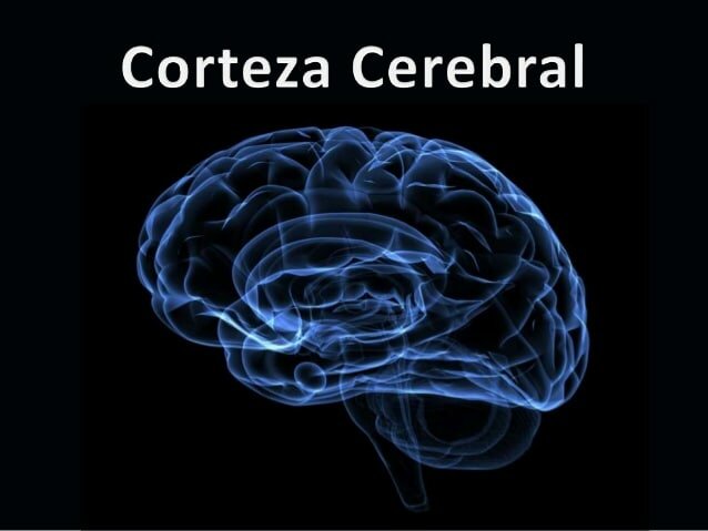 Formación de la corteza cerebral