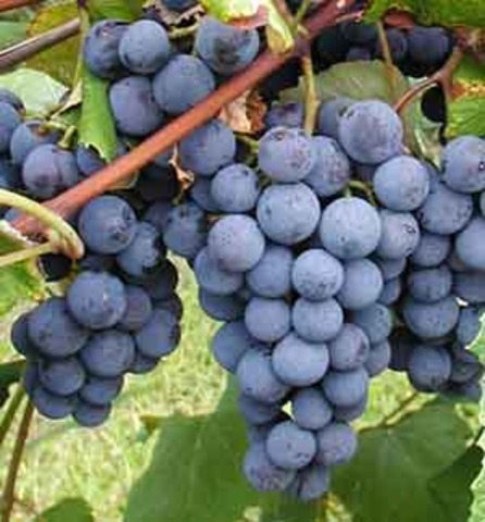 Grape Varieties