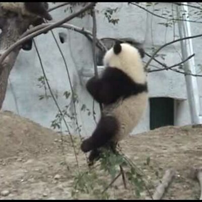 Timeline: panda conservation