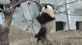 Timeline: panda conservation