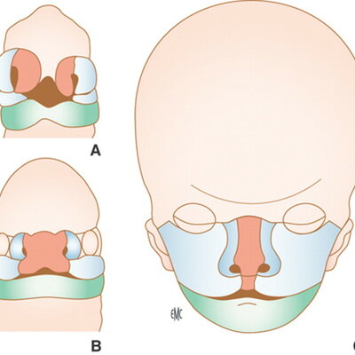 Timeline: Embriología craneofacial