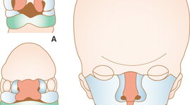 Timeline: Embriología craneofacial