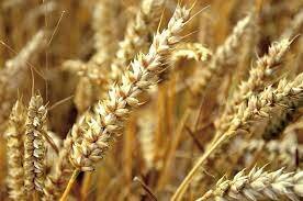 Primeras enfermedades infecciosas en la agricultura