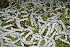 Estructura corpuscular en gusanos de seda