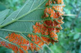 Enfermedad de hongos