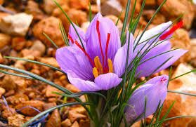 Hongos en lesiones en plantas enfermas de azafrán