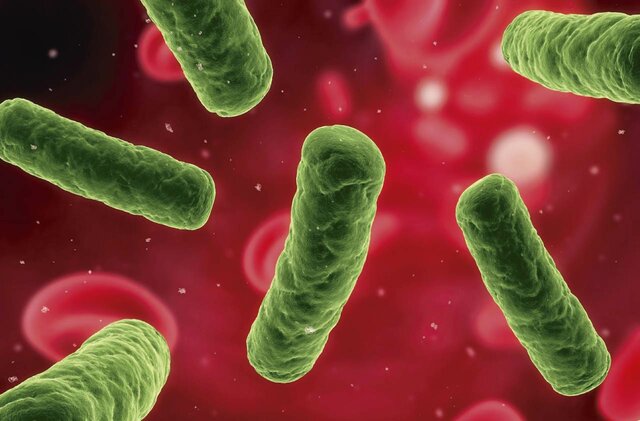 Diseño de un biorreactor para la producción de inoculo de Salmonella enteritidis.