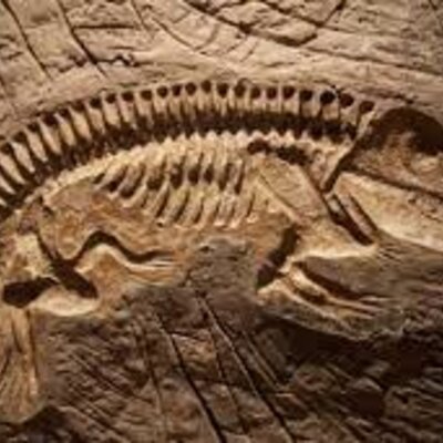 Timeline: Historia de la Paleobiologia - Alejandro Ixtlahuaca Robles