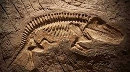 Timeline: Historia de la Paleobiologia - Alejandro Ixtlahuaca Robles