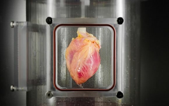 Cultivo de células cardiacas